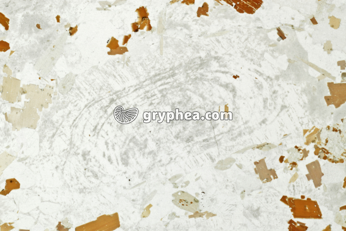 Feldspath alcalin LPNA x3 - gryphea.org